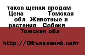 такса щенки продам › Цена ­ 3 000 - Томская обл. Животные и растения » Собаки   . Томская обл.